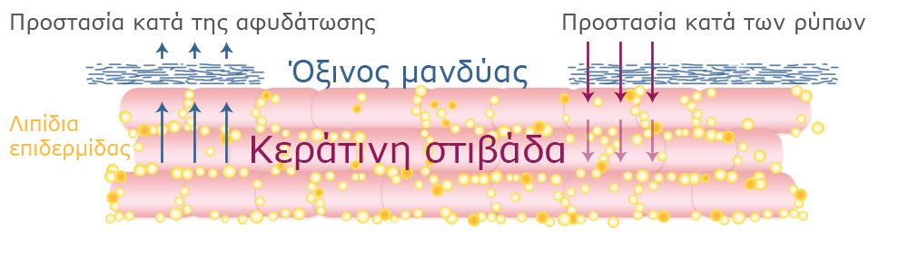 Διατομή μιας δομής με επισημασμένα συστατικά, που περιλαμβάνει ένα ανώτερο στρώμα, ένα μεσαίο στρώμα και ένα κατώτερο στρώμα, με βέλη που υποδεικνύουν την κίνηση ή την κατεύθυνση.