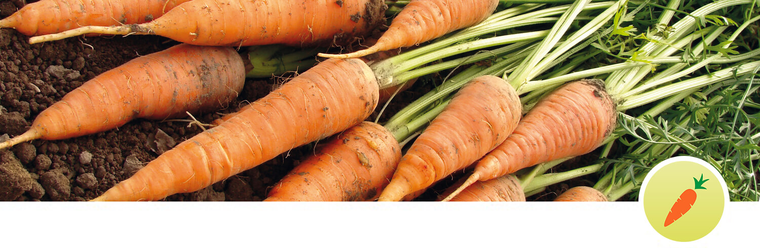 Carrots with green tops and soil.