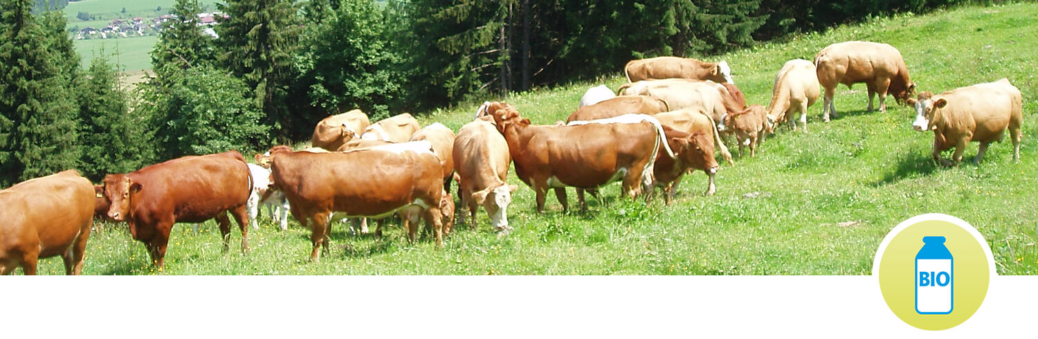 Cows graze on a grassy hillside with a forested backdrop.
