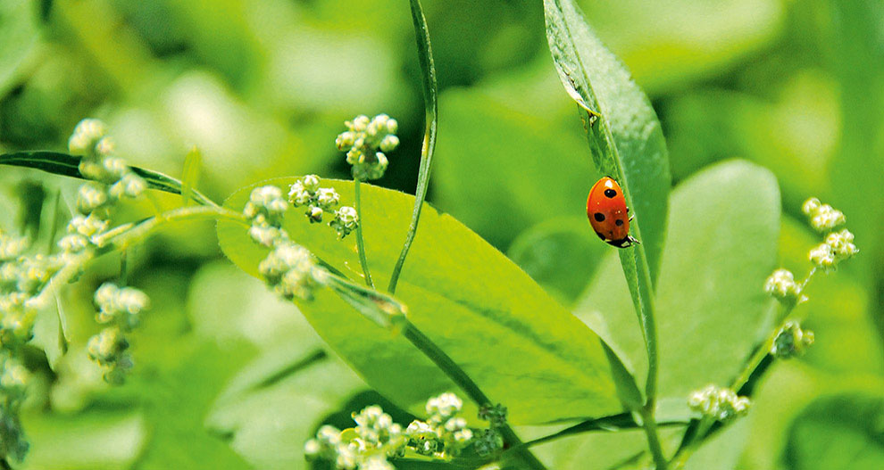 A ladybug perches on a leaf amidst green foliage and small white flowers.