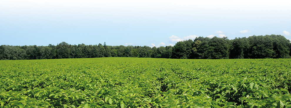 A verdant field of crops stretches out towards a line of trees under a clear sky.